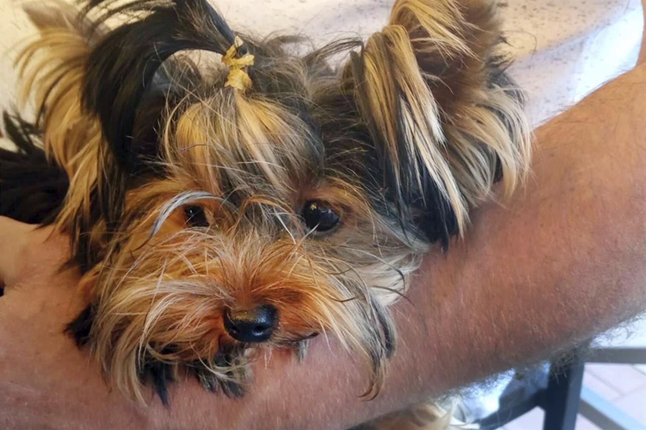 This undated photo provided by Elena Kurakova shows Uti-Puti Knopochka, a Yorkshire terrier that was among 11 dogs flown into the United States from Moscow via courier on Sept. 8, 2020. The dog died in September at a private facility at New York's John F. Kennedy International Airport used to hold animals from overseas that are denied entry by federal officials. A necropsy found that the dog tested positive for the highly contagious canine parvovirus. (Elena Kurakova via AP)