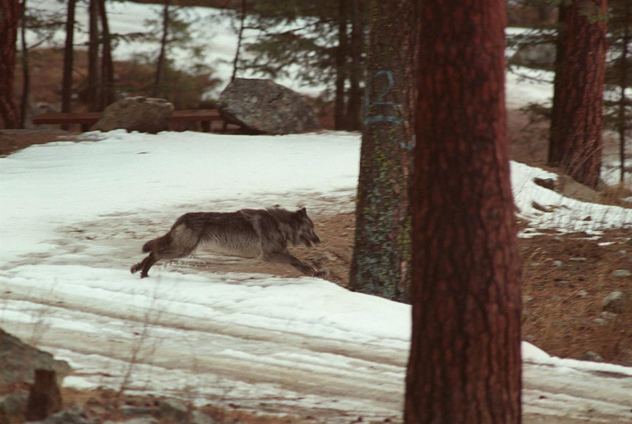 FILE - In this Jan. 14, 1995, file photo, a wolf leaps across a road into the wilds of Central Idaho. The Center for Biological Diversity, a conservation group, is asking the U.S. government to cut off millions of dollars to Idaho that's used to improve wildlife habitat and outdoor recreation opportunities in the wake of legislation that could lead to killing 90% of the wolves in the state. (AP Photo/Douglas Pizac, File)