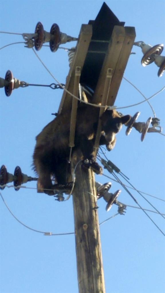 This photo provided by Werner Neubauer shows a bear tangled in power pole wires in Willcox, Ariz., Monday, June 7, 2021. (Courtesy of Werner Neubauer via AP)