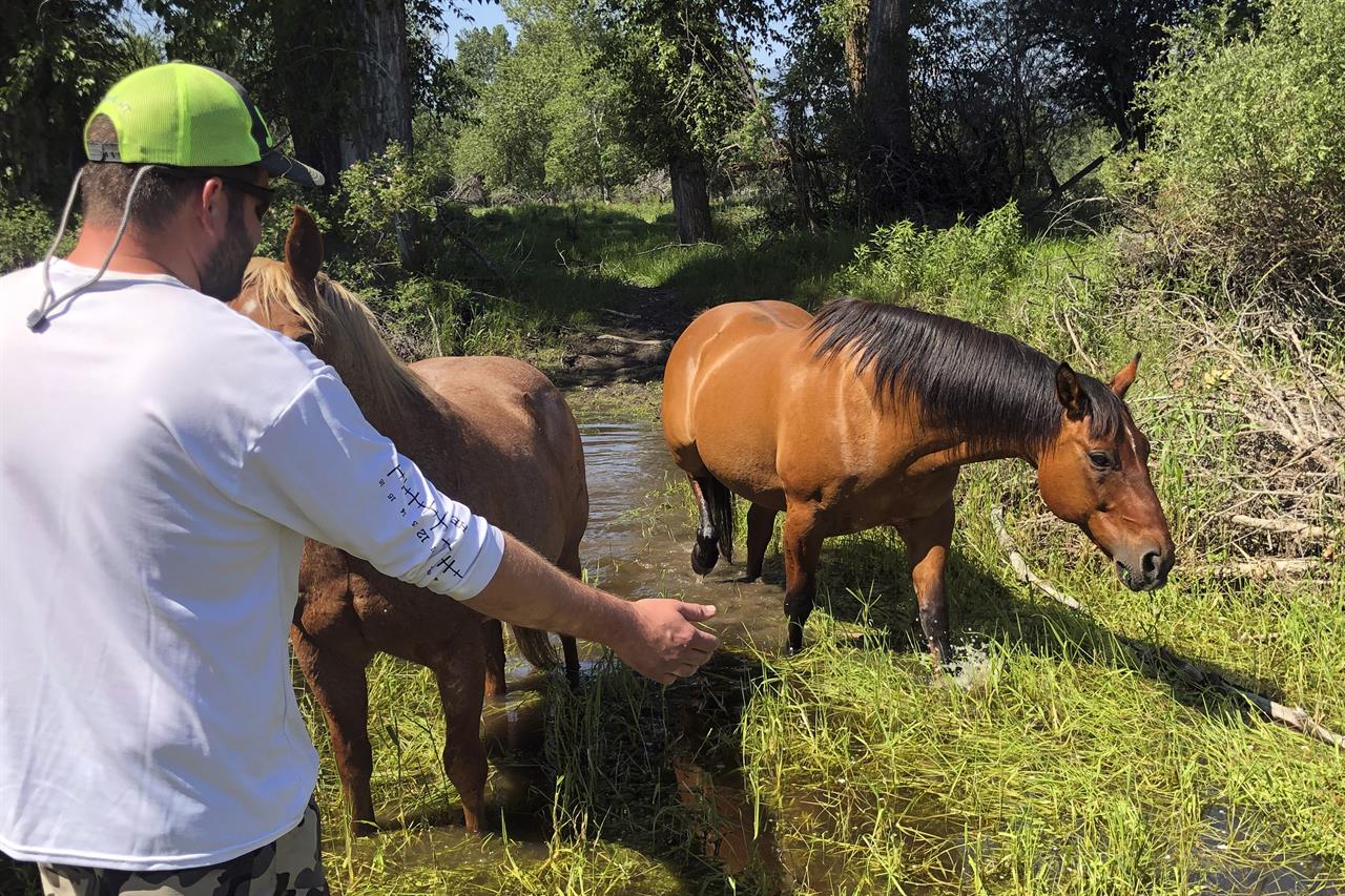 Matthew Eickholt of Hamilton, Mont, greets a horse, left, on Tuesday, June 22, 2021, two days after he and his wife rescued the horse from drowning in the Bitterroot River north of Victor, Mont. They coaxed the struggling horse into shallower water to a spot where it could get out of the river. (Christina Eickholt via AP)