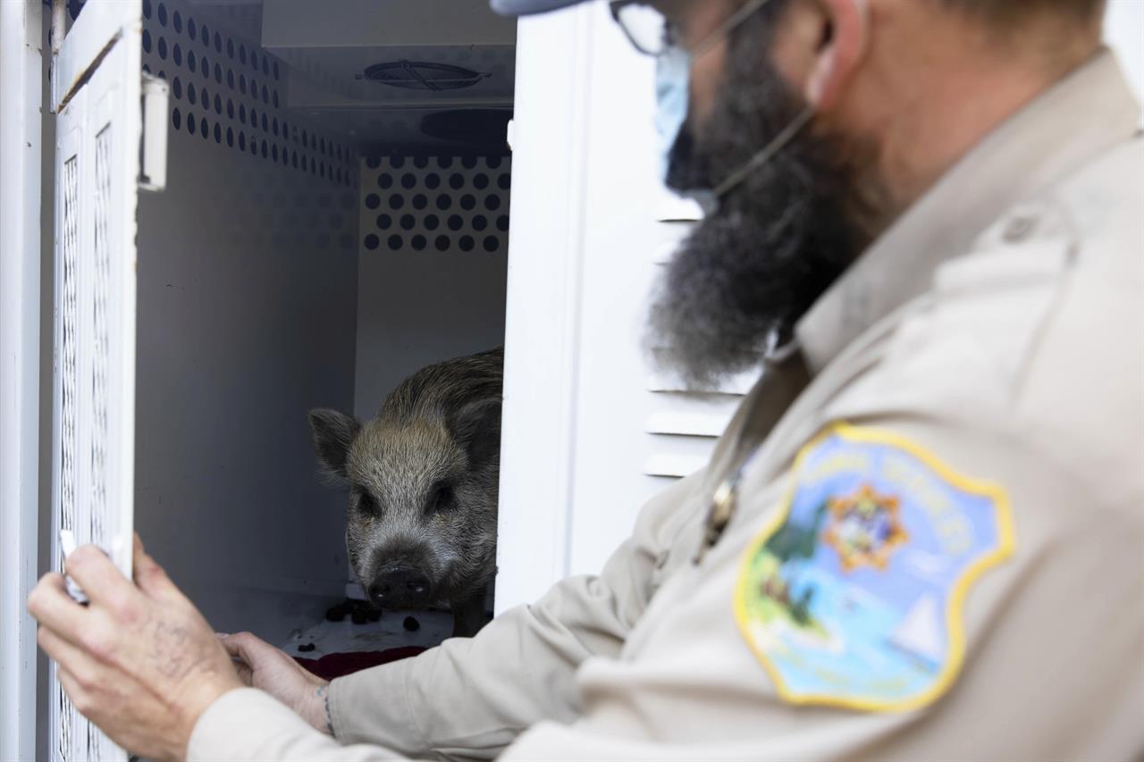 Santa Cruz Animal Shelter Officer Todd Stosuy opens the door to his truck to show a pig that was evacuated at a nearby home in Watsonville, Calif., on Tuesday, Jan. 19, 2021. "These guys were in the direct line of the fire," Stosuy said. "They had to be evacuated immediately." (Randy Vazquez/Bay Area News Group via AP)