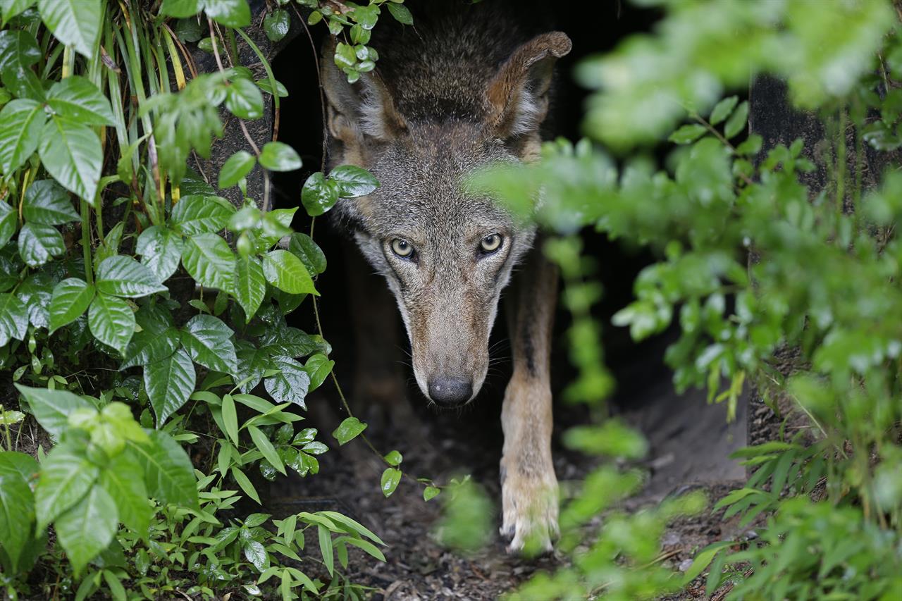 FILE - In this Monday, May 13, 2019 file photo, A female red wolf emerges from her den sheltering newborn pups at the Museum of Life and Science in Durham, N.C. A judge has ordered the federal government to come up with a plan to release more endangered red wolves from breeding programs to bolster the dwindling wild population. U.S. District Judge Terrence Boyle signed an order Thursday, Jan. 21, 2021 directing the U.S. Fish and Wildlife Service to draft a plan by March 1 for releasing captive-bred wolves into the wolves’ designated habitat in North Carolina. (AP Photo/Gerry Broome, File)